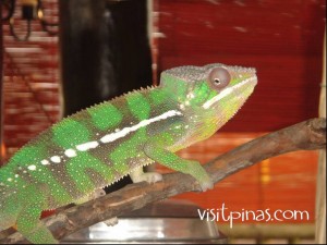 Chameleon at Ark Avilon Zoo, Ortigas