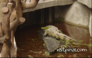 Crocodile at Ark Avilon Zoo, Ortigas