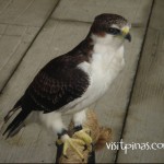 Eagle at Ark Avilon Zoo, Ortigas
