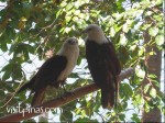 Eagles at Eagle Point, Anilao (Batangas)