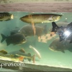 Fish tank at Ark Avilon