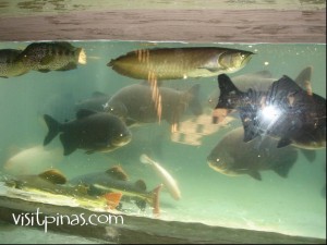 Fish tank at Ark Avilon Fish tank at Ark Avilon