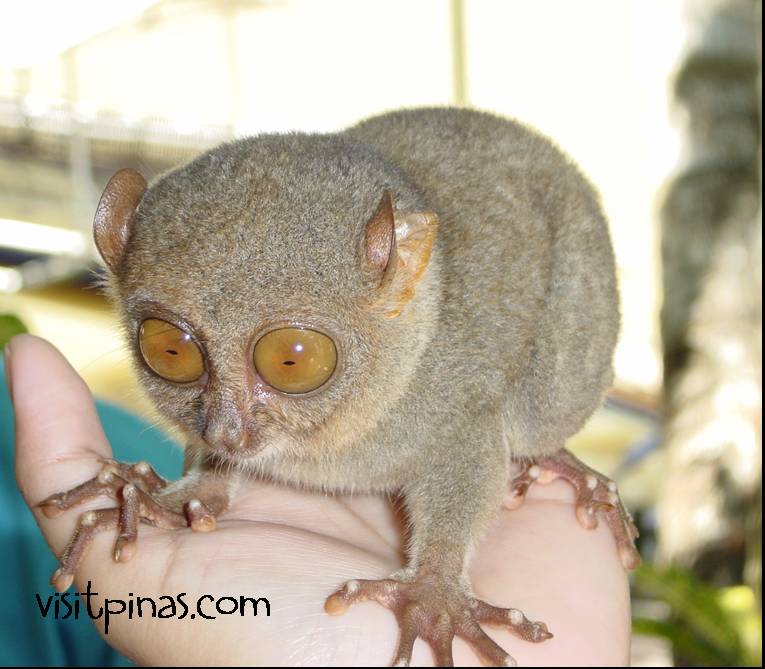 Philippine tarsier (tarsius syrichta) Philippine Tarsier