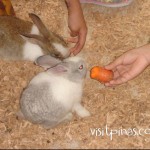 Rabbits at Ark Avilon Zoo, Ortigas