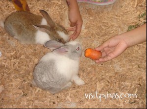 Rabbits at Ark Avilon Zoo, Ortigas