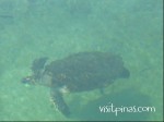 Sea turtle at Eagle Point, Anilao (Batangas)