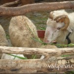 Sheep at Ark Avilon