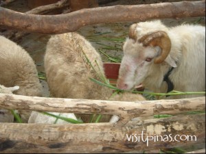 Sheep at Ark Avilon