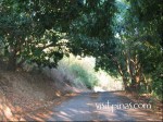 Short stretch of unpaved road to Eagle Point, Anilao (Batangas)