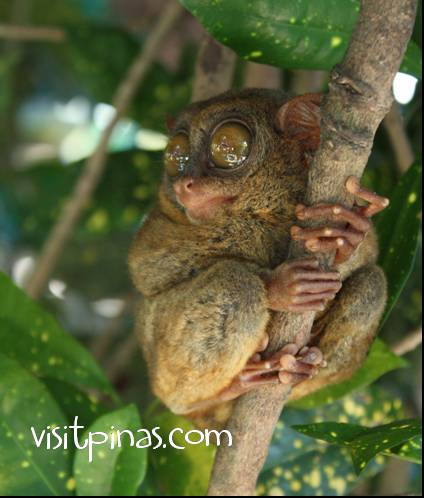 Philippine Tarsier (Bohol)
