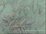 Feeding Fish at Shangri-La Mactan Island Resort (Cebu)
