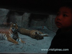 Tiger at Ark Avilon at Tiendesitas