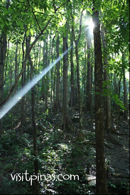 Man-made Forest in Bohol