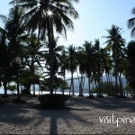 Coco Groves at the Laiya Coco Grove