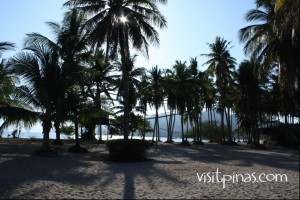 Coco Groves at the Laiya Coco Grove Coco Groves at the Laiya Coco Grove
