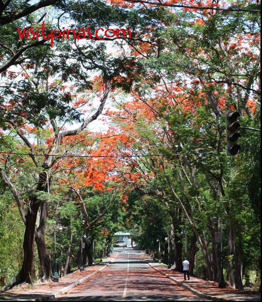 Firetrees in Academic Oval of UP Diliman