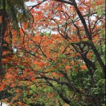 The Firetrees of UP Diliman (Quezon City)