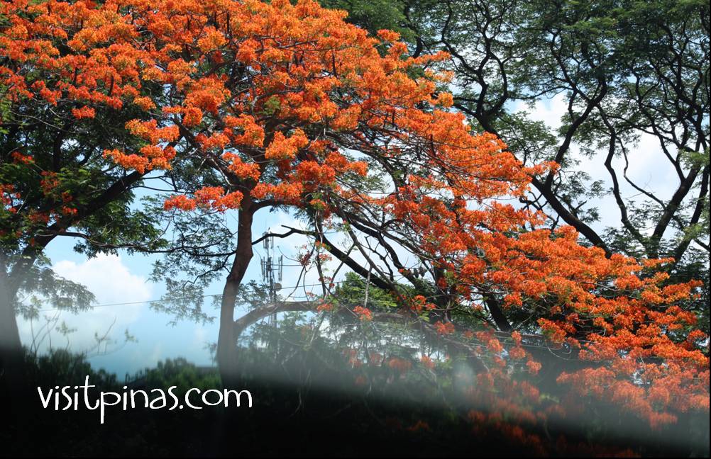 The Firetrees of UP Diliman (Quezon City)