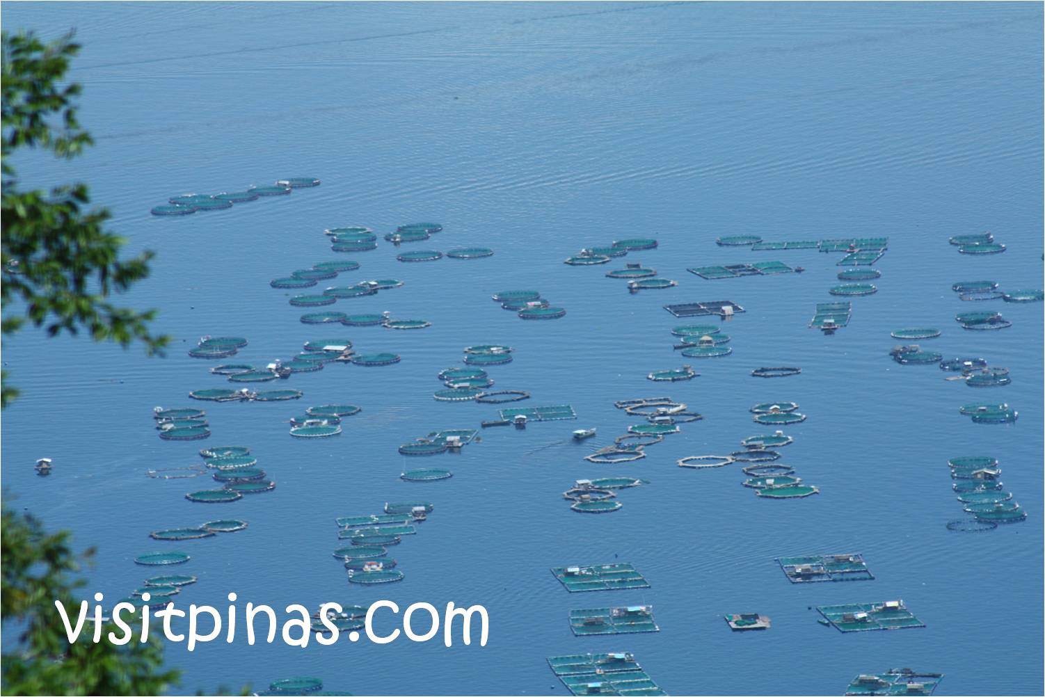 Fish Pens in Taal Lake