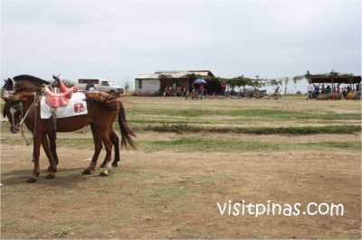 Horses at Tagaytay City