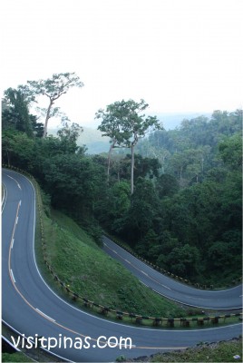 Bitukang manok another view