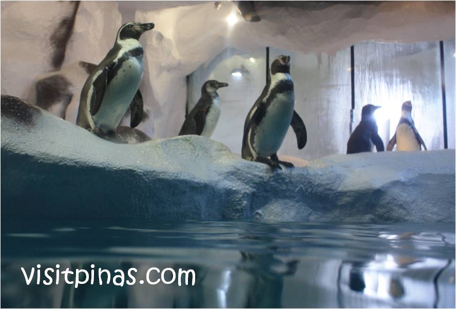 Trails to Antarctica, Penguin Exhibit and Snow Village, Manila Ocean Park