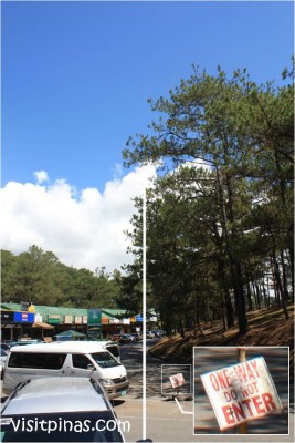 Pine Trees Protesting in Baguio City