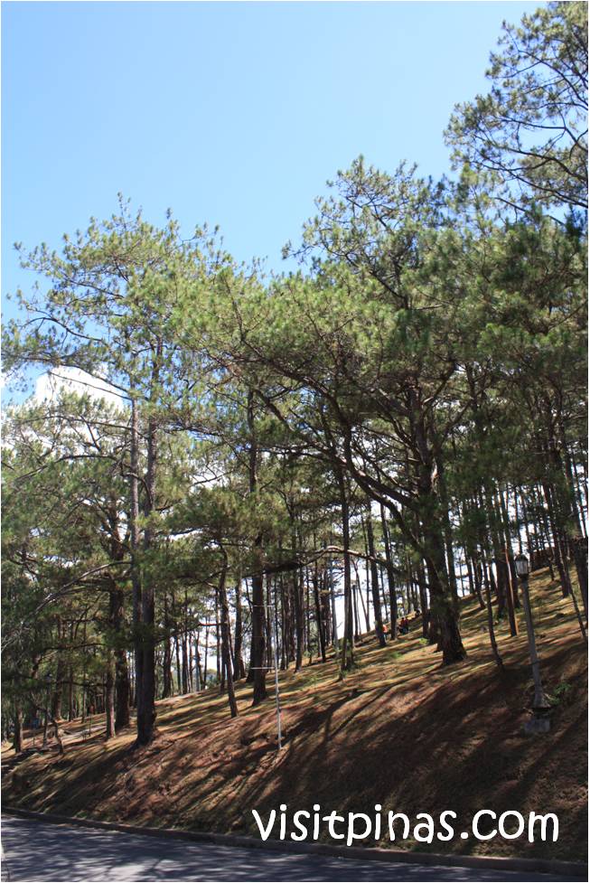 The Fight of the Baguio Pine Trees