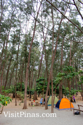 Tents under pine trees at Anawangin Cove, Zambales