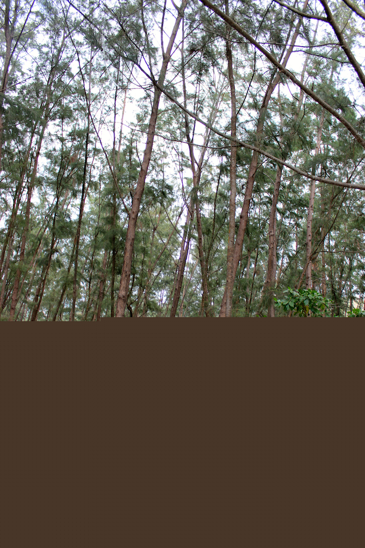 Tents under pine trees at Anawangin Cove, Zambales