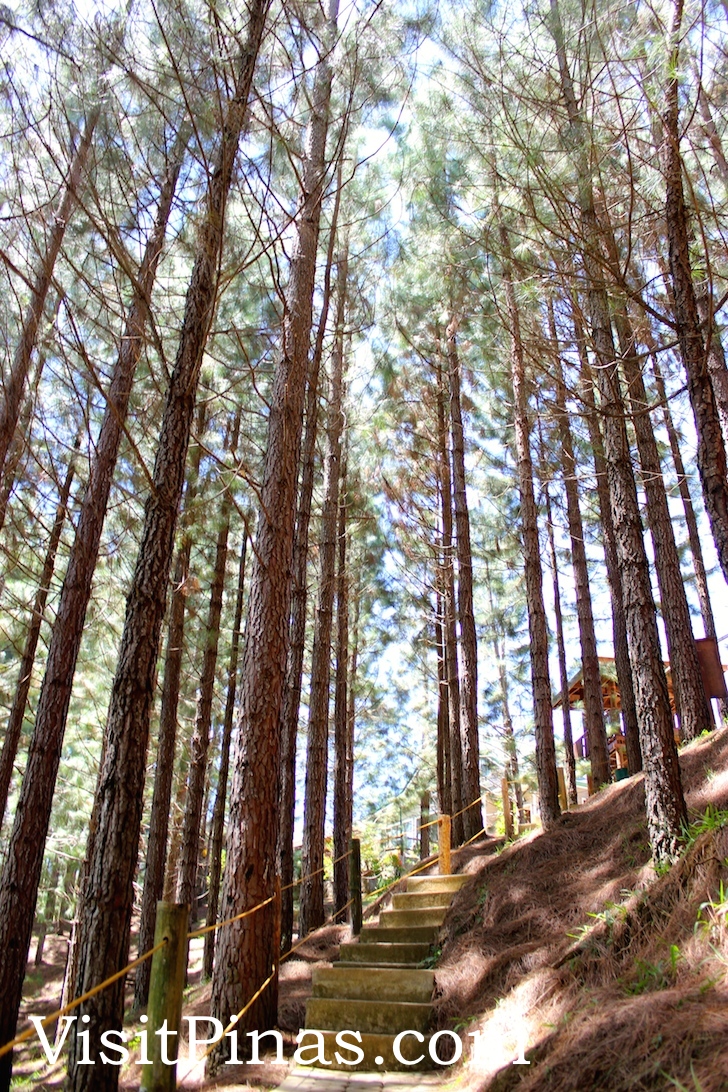 Little Baguio that is Dahilayan Park, Bukidnon