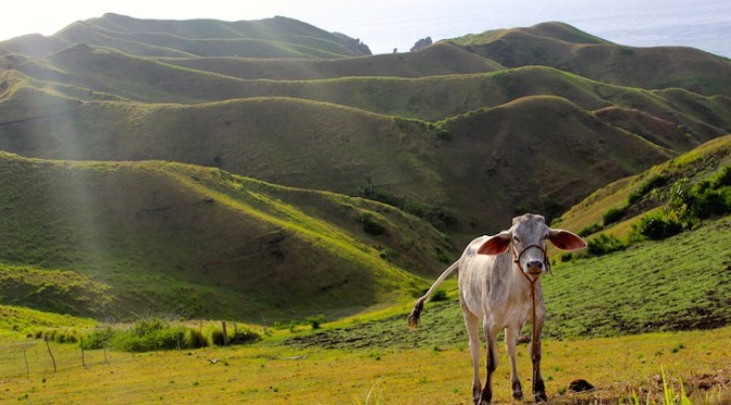 Cow in Batanes