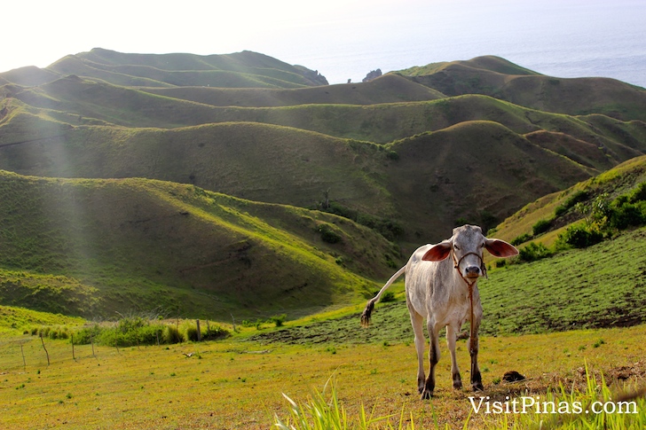 Cow in Batanes