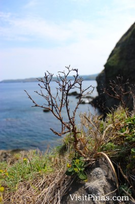 Grass in Batanes