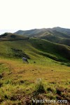 Lonely cow on the rolling hills of Batanes