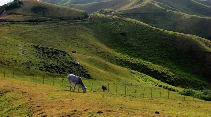 Lonely cow on the rolling hills of Batanes