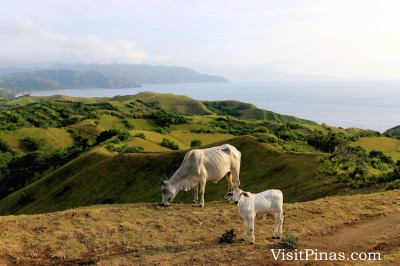 More Cows on the Rolling Hills of Batanes