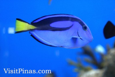 Blue Tang at Manila Ocean Park