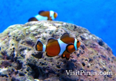 Clownfish at Manila Ocean Park