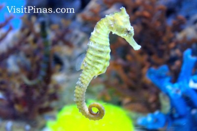 Common Seahorse (Kabayo-kabayohan) at Manila Ocean Park