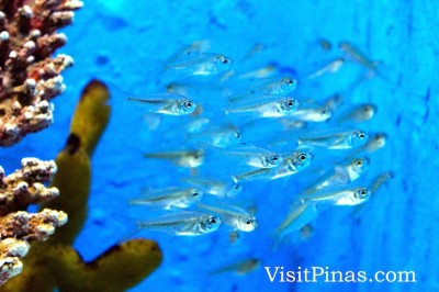 Glassy Perchlet (Langaray) at Manila Ocean Park