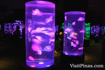 Jellyfish at Manila Ocean Park at Manila Ocean Park