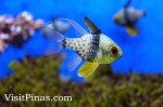 Pajama Cardinalfish at Manila Ocean Park