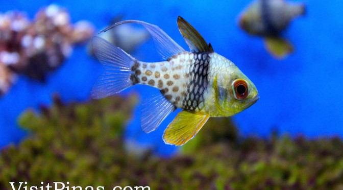 Top 6 Favorite Fishes at The Reef (Oceanarium), Manila Ocean Park