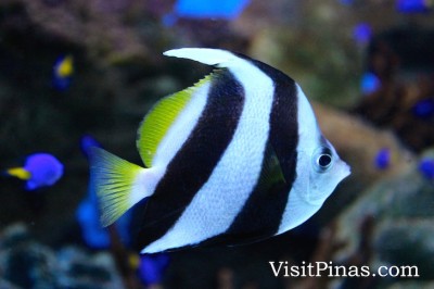Saddleback Butterflyfish at Manila Ocean Park