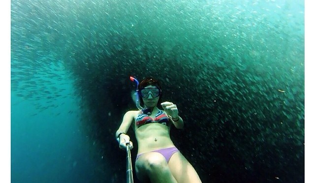 Photo of the Day: Sardine Run