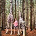 Pine Trees and Giraffe of Dahilayan by cozitsmeshiera