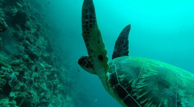 Photo of the Day: Flying Turtles of Moalboal