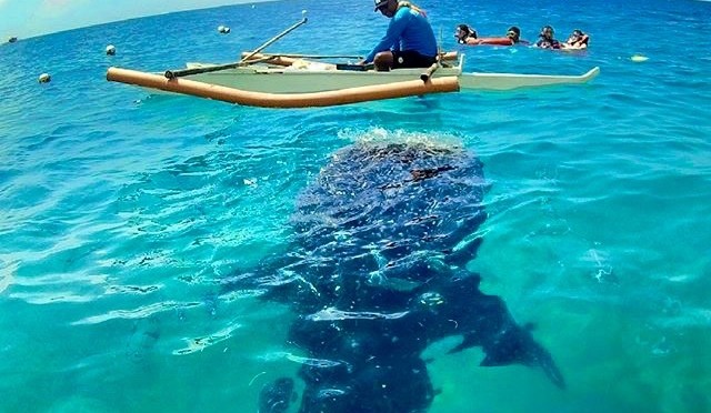 Photo of the Day: Hide and Seek, Butanding