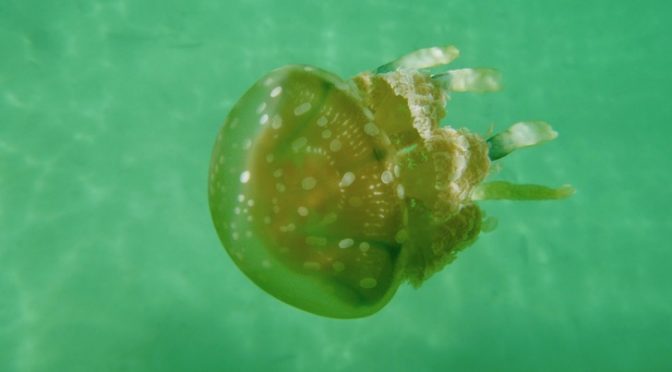 The Stingless Jellyfish of Sohoton Cove National Park (Surigao)